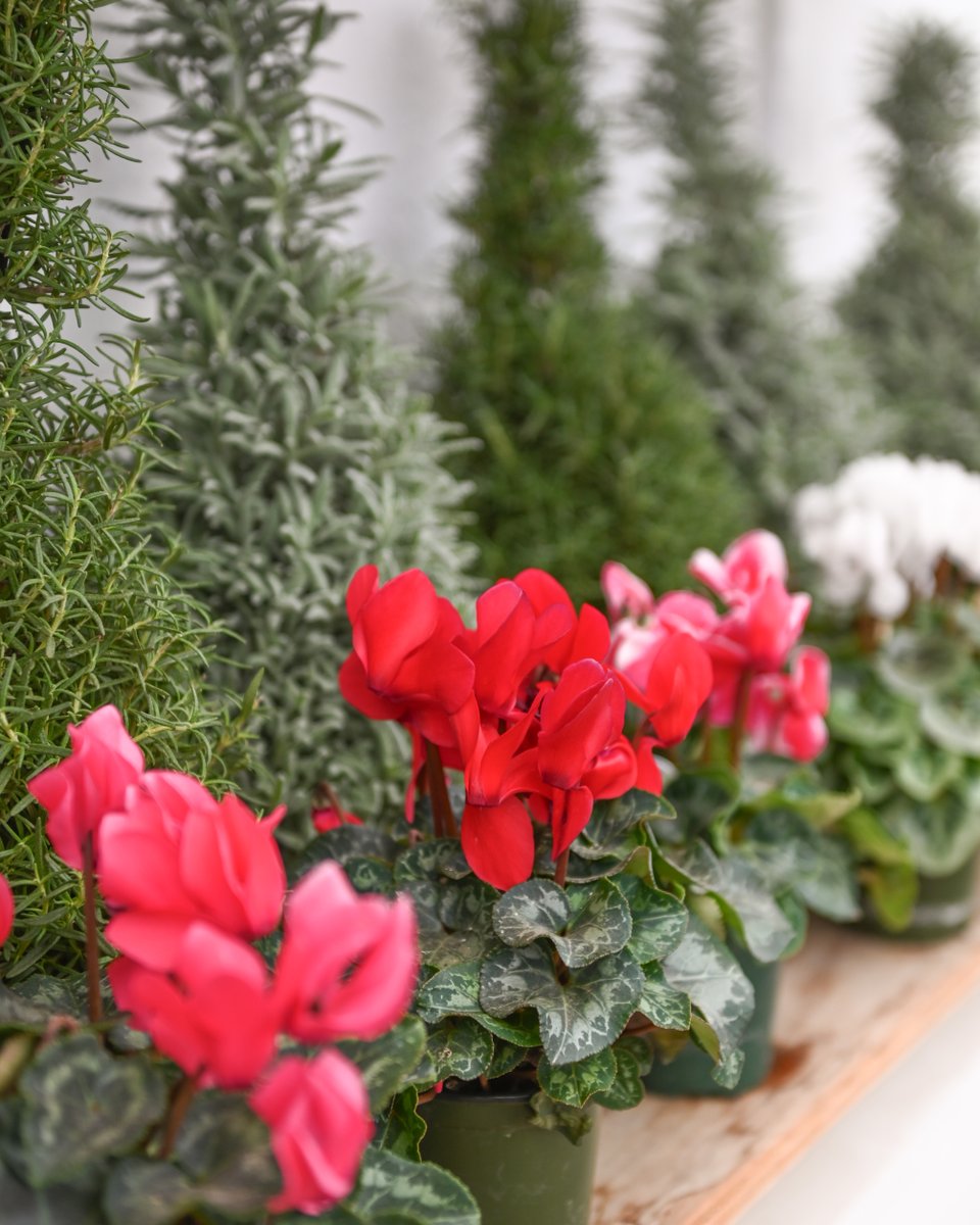 Mulhalls's tweet image. Christmas Sale Happening Now 🎄

Enjoy 50% off Christmas on select décor, ornaments, trees, and more. It’s a great time to refresh your holiday look or pick up a few seasonal favorites.

#mymulhalls #christmassale #holidaydeals #seasonalsavings #shoplocalomaha #omahaholidays