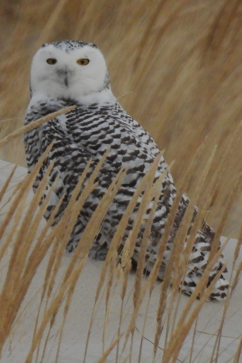 Larry Gaugler tweet media