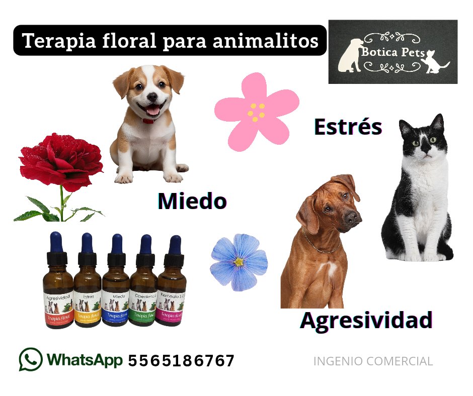 BoticaPets's tweet image. 