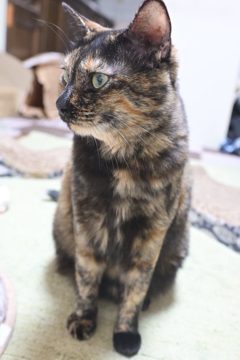 もくちゃんおはよう😌💕 今日は寒いね💦 #サビ猫はいいぞ