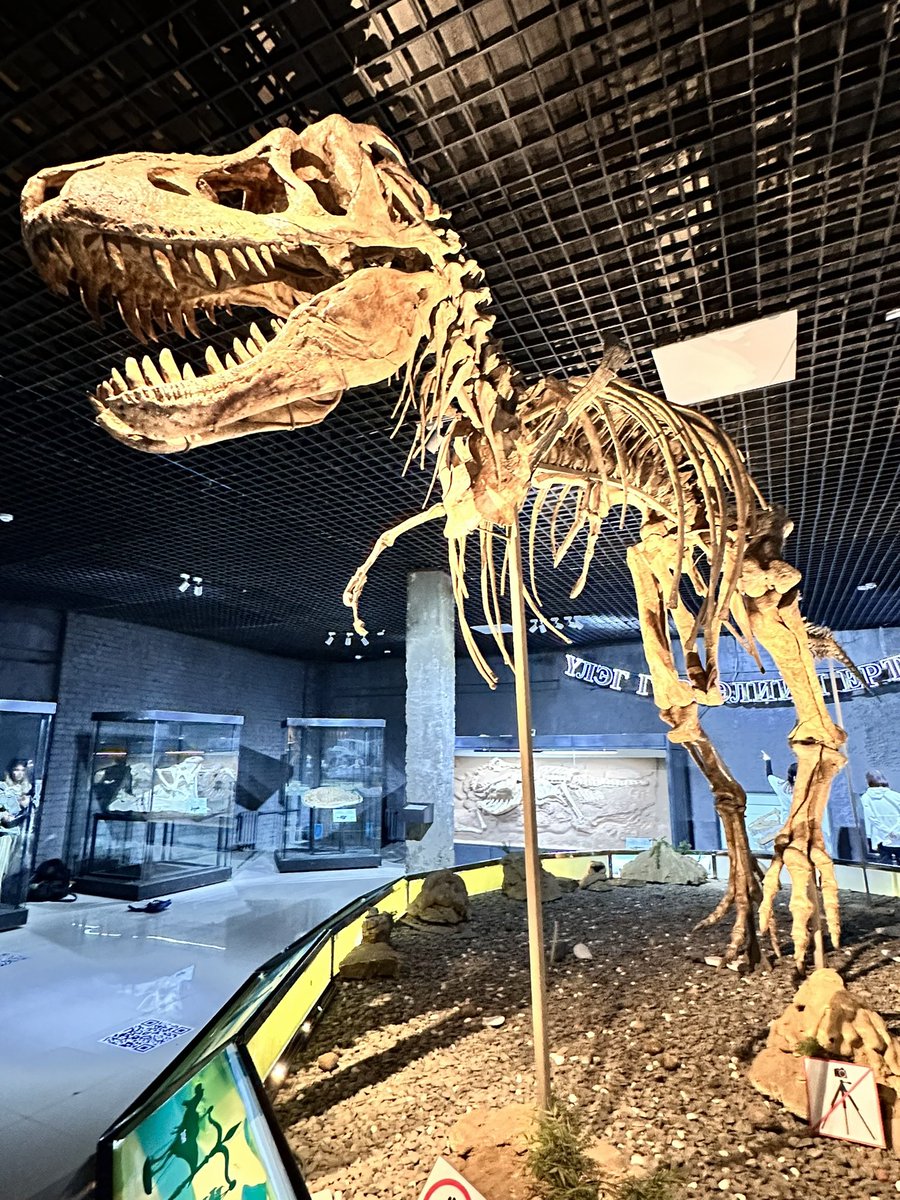 Dino_Chinzorig's tweet photo. Wishing you all having wonderful holiday and a prosperous 2026! It is a last #FossiFriday of 2025, I don’t know why but I’m bringing your attention the first repatriated #Mongolian specimen, Tarbosaurus bataar, in 2012 since the poaching activity became active in a mid-1990s.🎄🎄 https://t.co/mpH09P6cpM