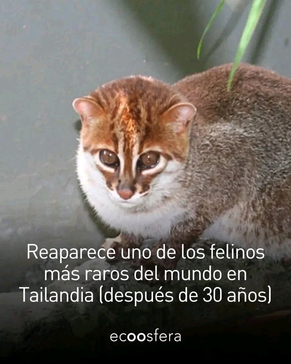 Memes y política | Puerto Francisco de Orellana, image size:960x1200