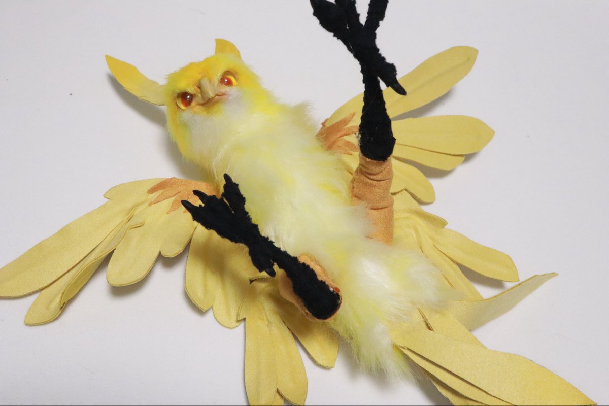 姉妹鳥のサンダーバード眼光鋭いお姉ちゃん
翼が4枚！ひよこがそのまま大きくなりましたみたい🤣