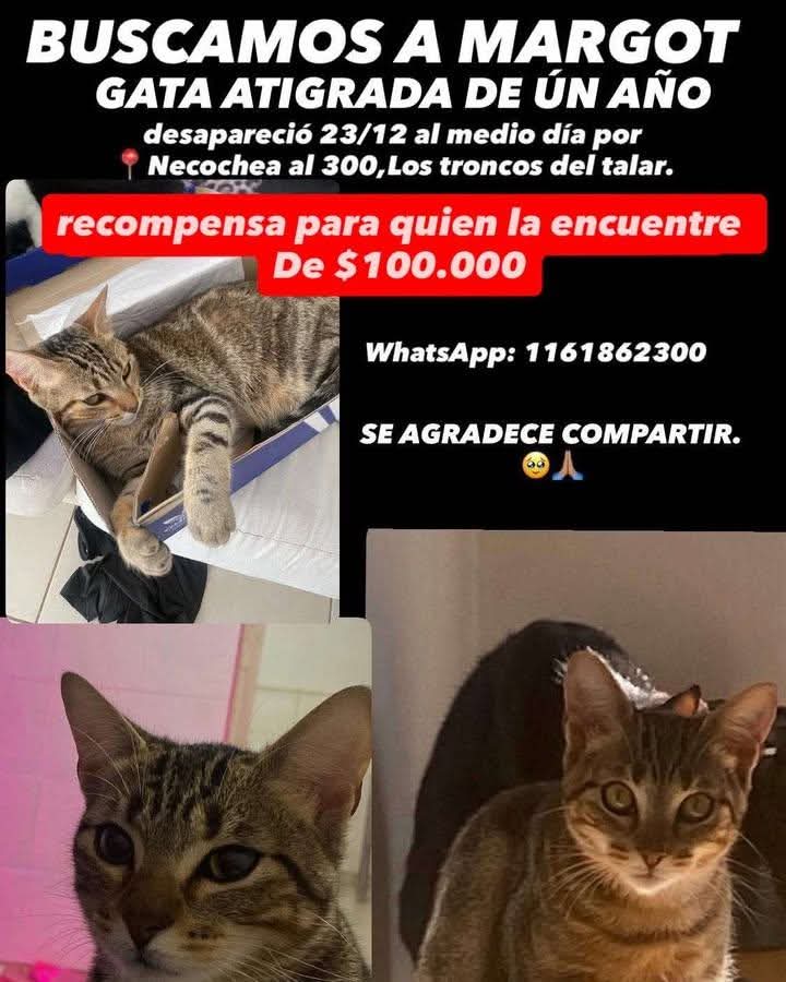 #Perdiamigato  📢📢📢
RT RT RT 
GATITA PERDIDA EN TIGRE!
CONTACTO EN LA FOTO.
#gatitosperdidos