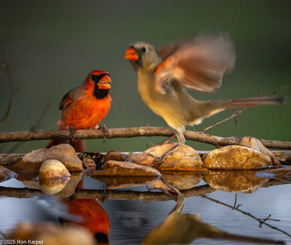 Ron Karpel tweet media