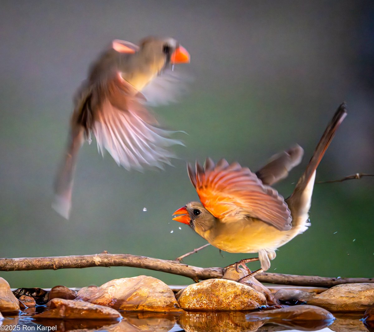 Ron Karpel tweet media