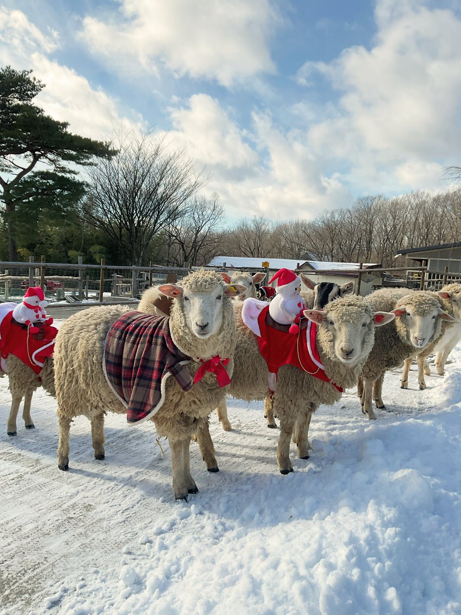 クリスマスは終わりましたが、
本日と明日までめぇ〜めぇ〜広場、仮装中です🎅

足元、雪がありますのでお気をつけください！