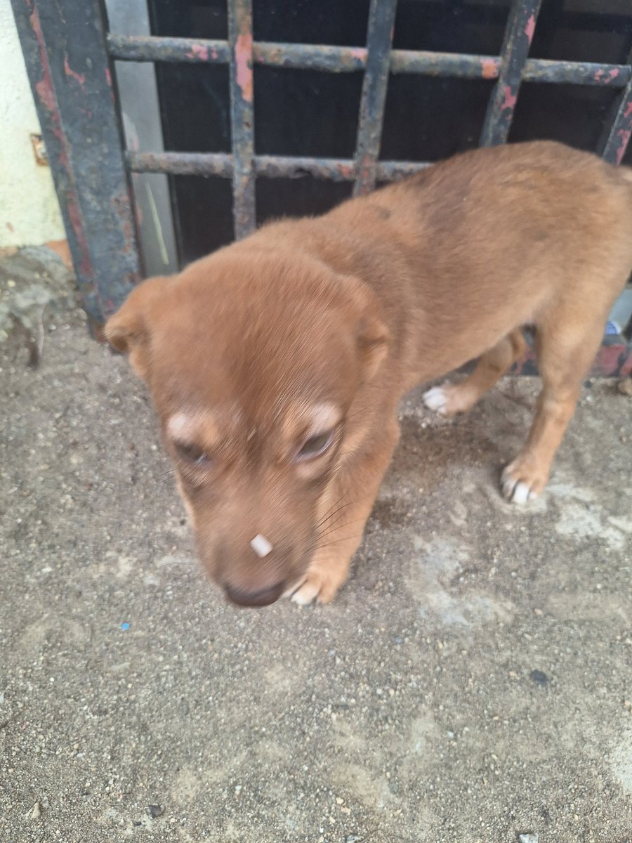 itsonmytbr's tweet photo. Open adoption
Area kuala kangsar. Akan guna pet taxi kalau luar kawasan @hannnybunnyyy @itsybitsymin @kyril_graguks @meeayusri @ninashakirax @StrayFreeFndn https://t.co/K2aTLJe4So