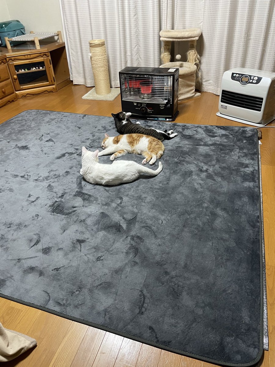 マロンとモンブラン (@tmnr1213) / Posts / X