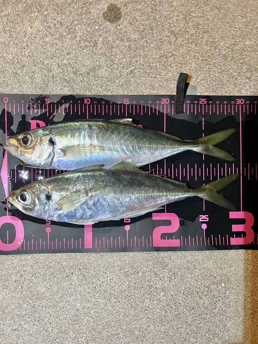 beckysupfishing's tweet photo. だぁー尺獲ったぁぁぁぁぁあああああーーーーーー‼️‼️‼️‼️‼️‼️人生初の尺マアジだよ‼️‼️‼️‼️もうめっっっっちゃ寒かったーーーーー😂😂😂😂片道90分行って良かった粘って良かったやったーーーー‼️‼️‼️‼️ https://t.co/XbLztOUrO3