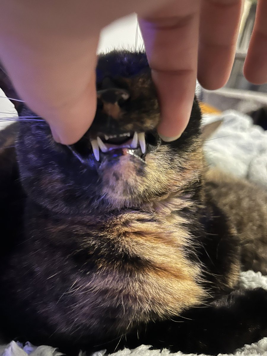 arcaynine's tweet photo. Teefies https://t.co/UuhWIcj4x9