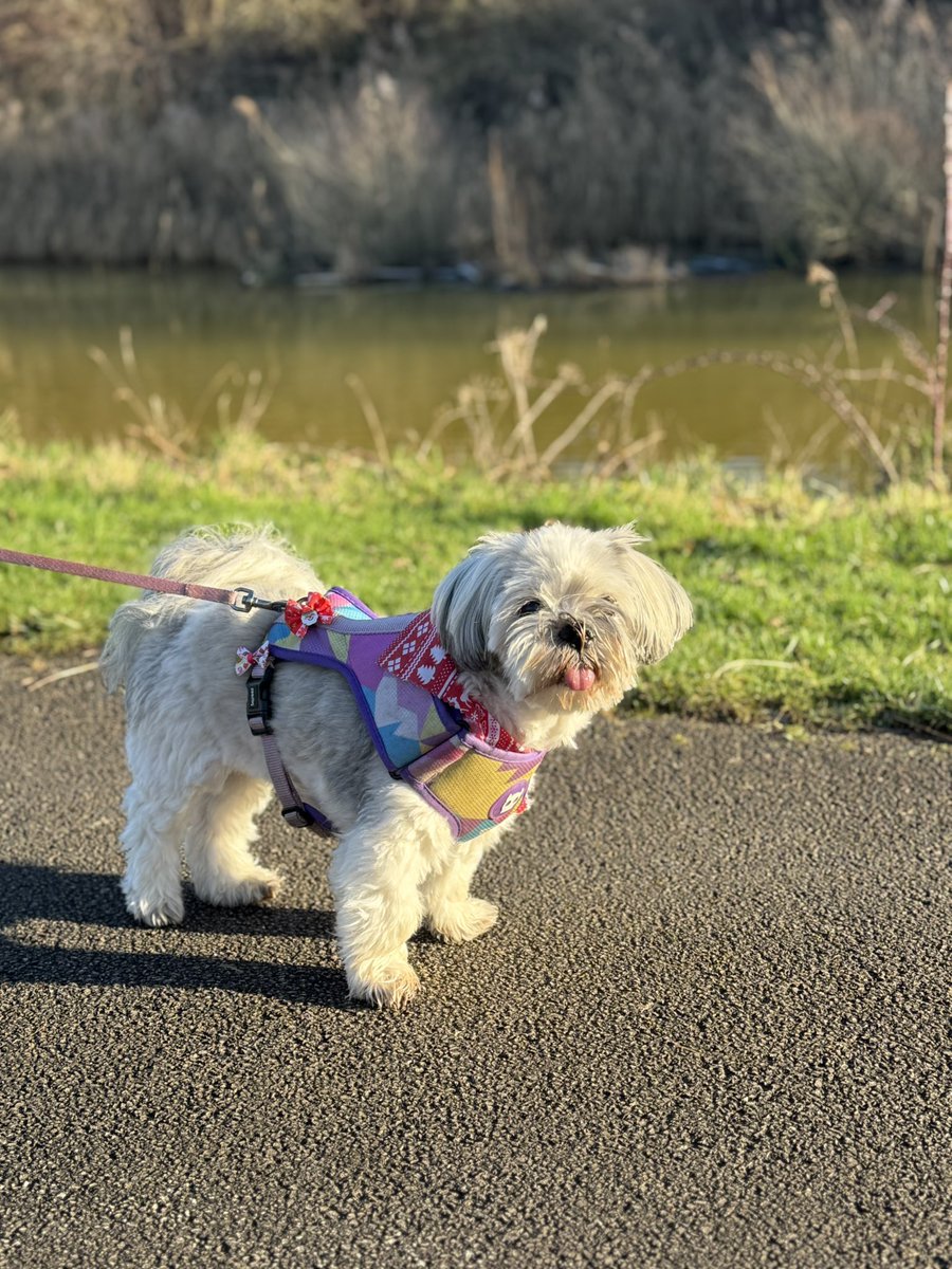 Is it even Boxing Day if you don’t go for a blow the cobwebs away walk 😂❄️