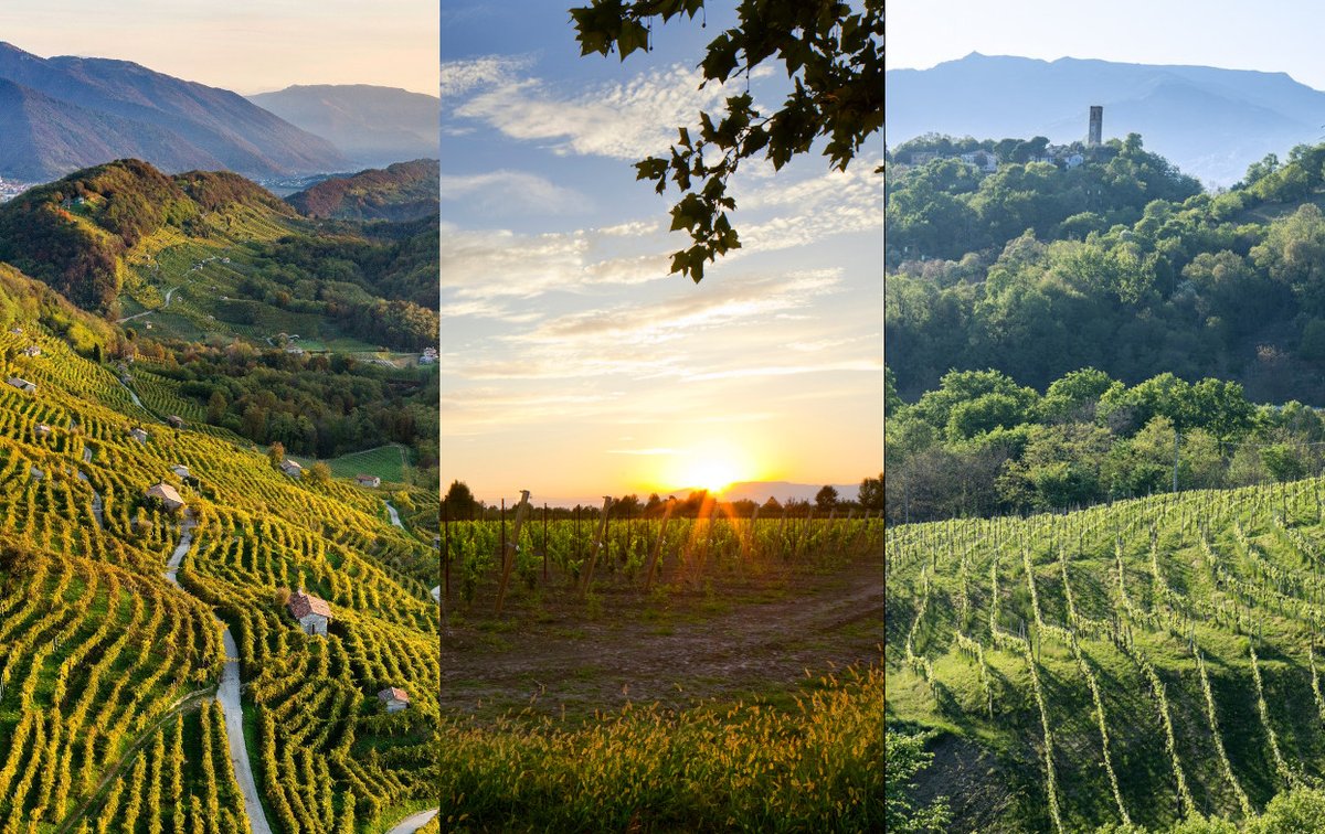 WineNewsIt's tweet image. Il #Prosecco #Doc - che abbraccia più regioni con oltre 12.000 aziende - è cresciuta più di Champagne e Cava ed è il più venduto in Italia e nel mondo: simbolo del made in Italy enoico in sinergia con le due #Docg di #Asolo e #ConeglianoValdobbiadene, winenews.it/it/a-tutto-pro…