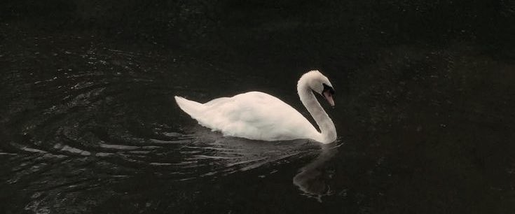 rosierpearl's tweet image. 