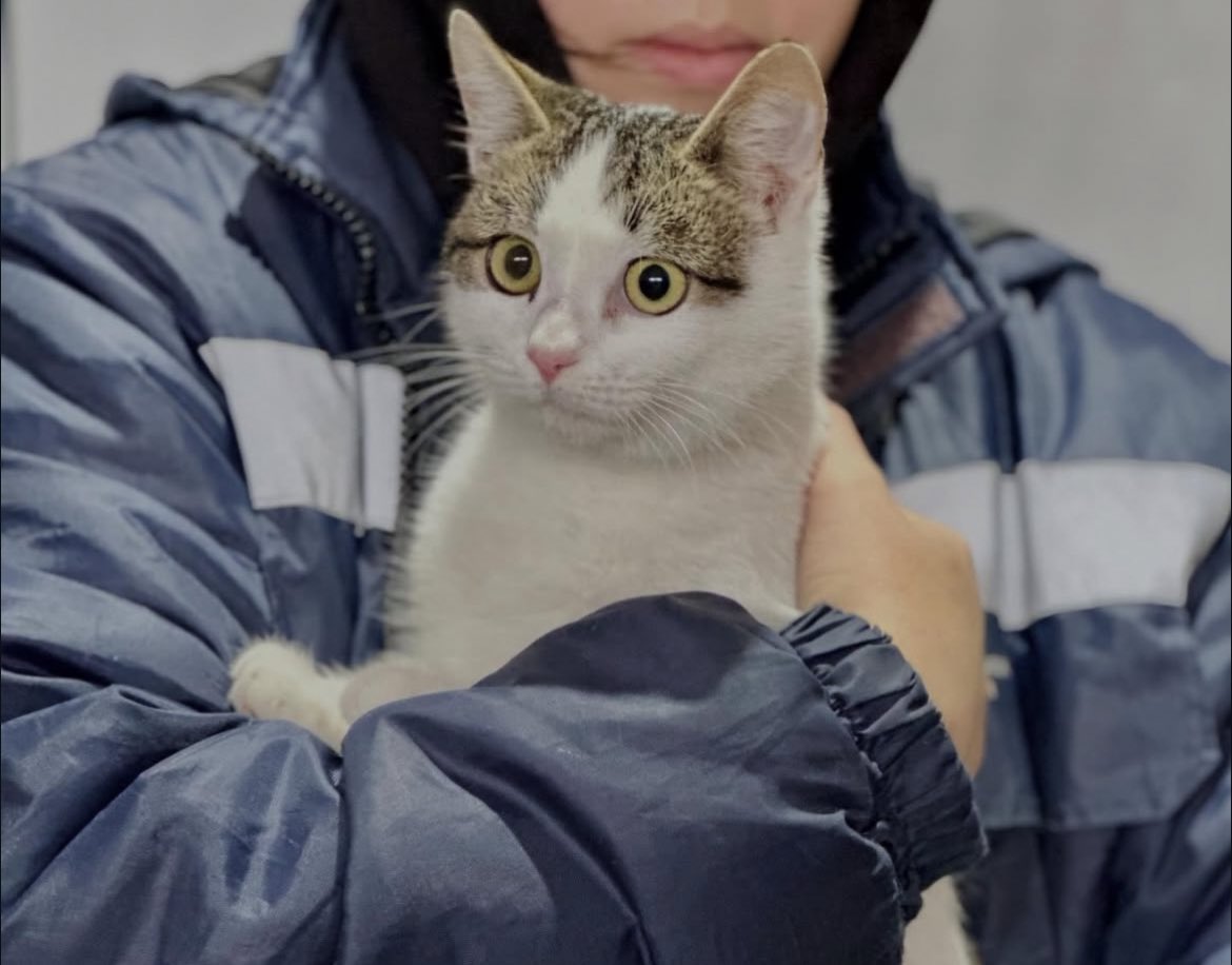 whoisateo's tweet image. Заберіть собі Біляша, вже кастрований, привитий і красивий