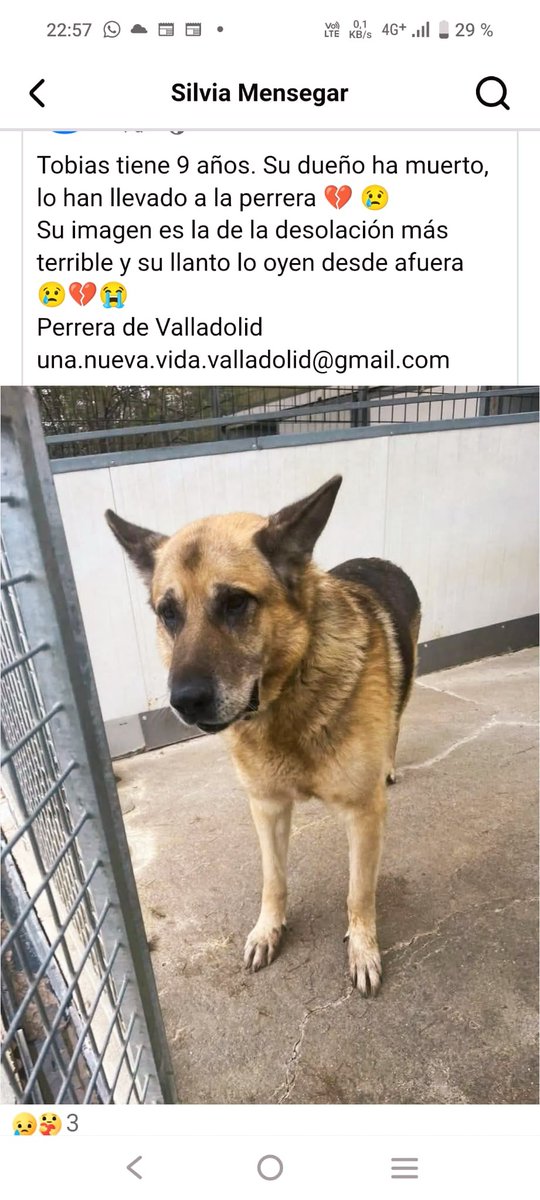 No sabe que su dueño ha muerto ‼️😭
La familia lo ha llevado a la perrera 💔
Él cree que su amado humano va a venir a por él, a sacarlo de ese infierno, de ese frío que destroza sus viejos huesos 😞
Tiene ya nueve años y se está dejando morir de pena 😢
Perrera de Valladolid