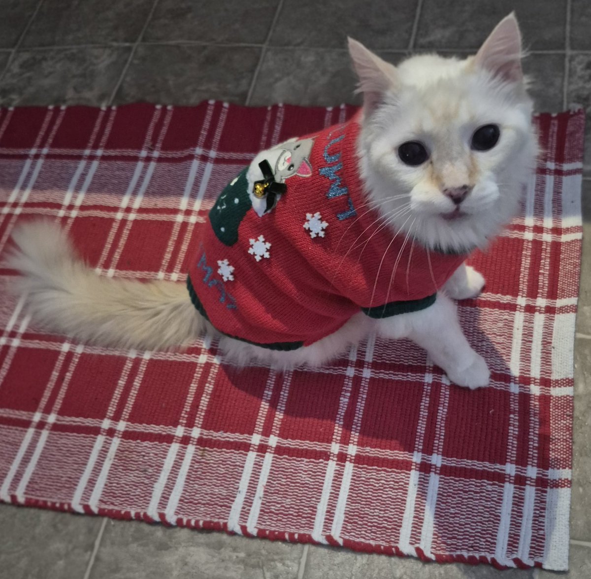 Newfie Livingaway(Trish) 🇨🇦 tweet media