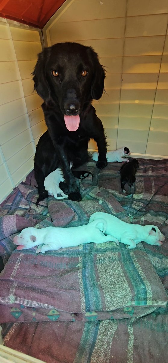 Campaña de alimento, no es solo una mamita son 2, ademas de muchos cachorritos y perritos abandonados que dependen del alimento, son más de 260🐾que dependen de esta comida, como les digo que no tengo😭?🥺no nos abandonen🥺🙏
Solange Palacios
Banco estado
Cuenta rut
17376209-7