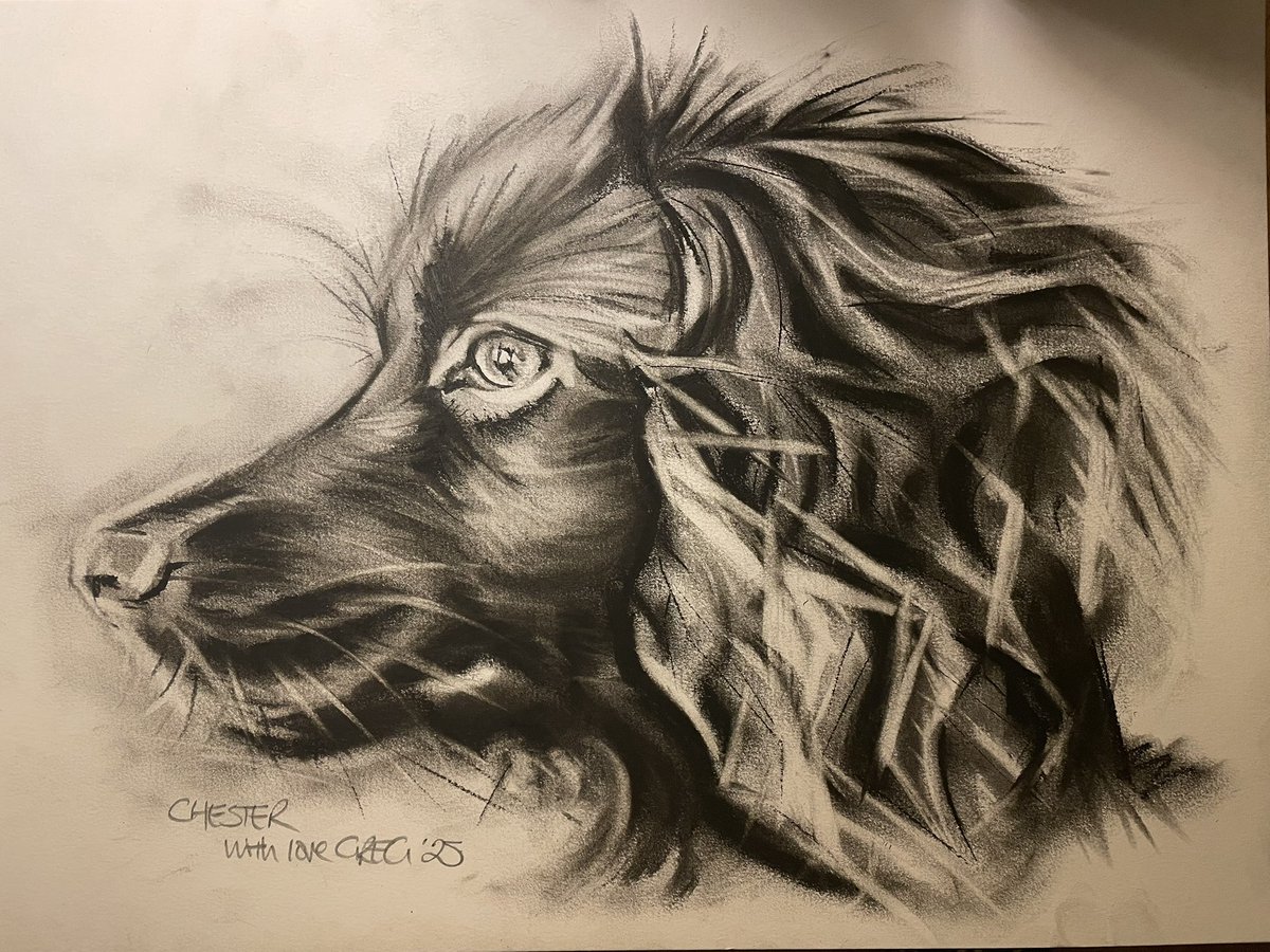 GregSmithArt's tweet photo. Gifted to youngest son and his girlfriend - a charcoal drawing of Chester, their beautiful, bouncing cocker spaniel. Have had the pleasure of his company for the past couple of days and, judging by the licks, he likes the portrait as much as they do! A3 charcoal. November 2025. https://t.co/umwapRZHU9