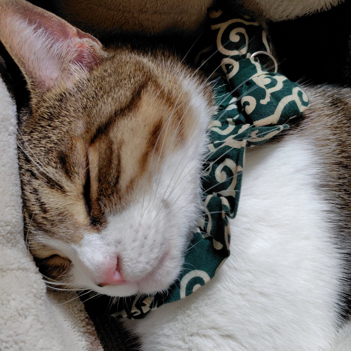 のぶりん (@Nana7Poirot1) / Posts / X