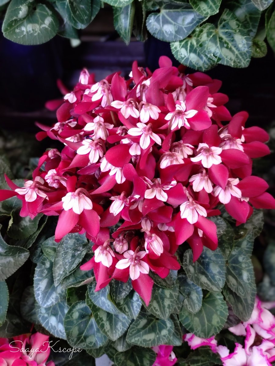 Flowers Community on X - 139.5K Members