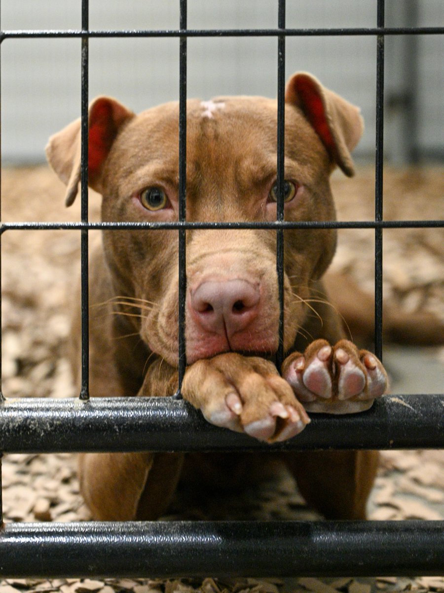 ASPCA's tweet image. 📢Last week we assisted a shelter partner with the transport of dogs from a suspected dogfighting case to our Cruelty Recovery Center. As we provide critical care to them we're asking for your help. Give today and your gift will be matched up to $5k total! aspca.org/HolidayGift