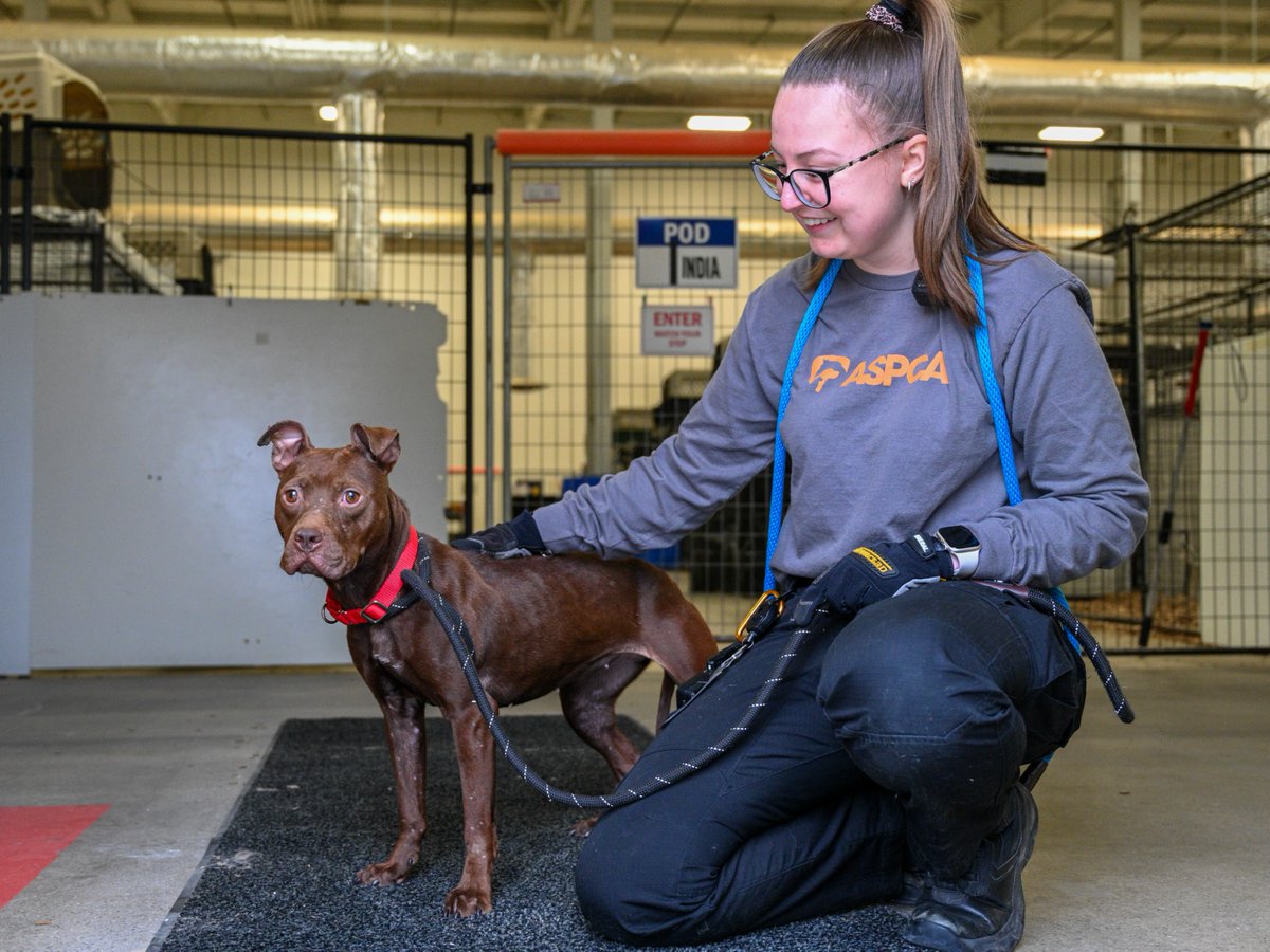 ASPCA's tweet image. 📢Last week we assisted a shelter partner with the transport of dogs from a suspected dogfighting case to our Cruelty Recovery Center. As we provide critical care to them we're asking for your help. Give today and your gift will be matched up to $5k total! aspca.org/HolidayGift