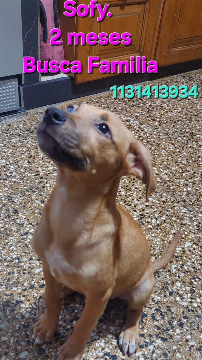 Bebe! Hermoso, sin hogar y cieguito de un ojo!!!🙏🌟
Se termina el tránsito!!