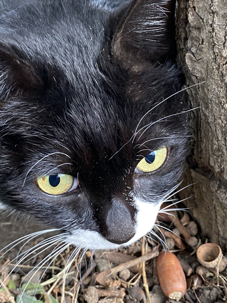 にゃん太郎 (@nyannyan__taro) / Posts / X