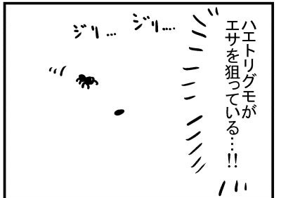 ブログ更新!「ハエトリグモ」https://t.co/EcUfgyM4bq 