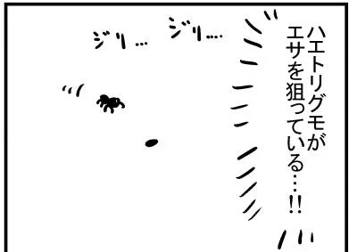 ブログ更新!「ハエトリグモ」https://t.co/EcUfgyM4bq 