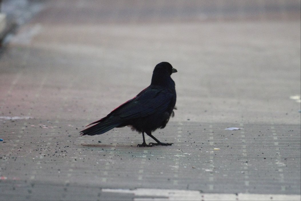 crow_research's tweet photo. ツルツルで滑っていた、今朝のアホ毛ボソさん。
#カラス #Carrion_crow #corvus_corone #ハシボソガラス #札幌のカラス #アホ毛ボソさん https://t.co/9C7TaIoneT