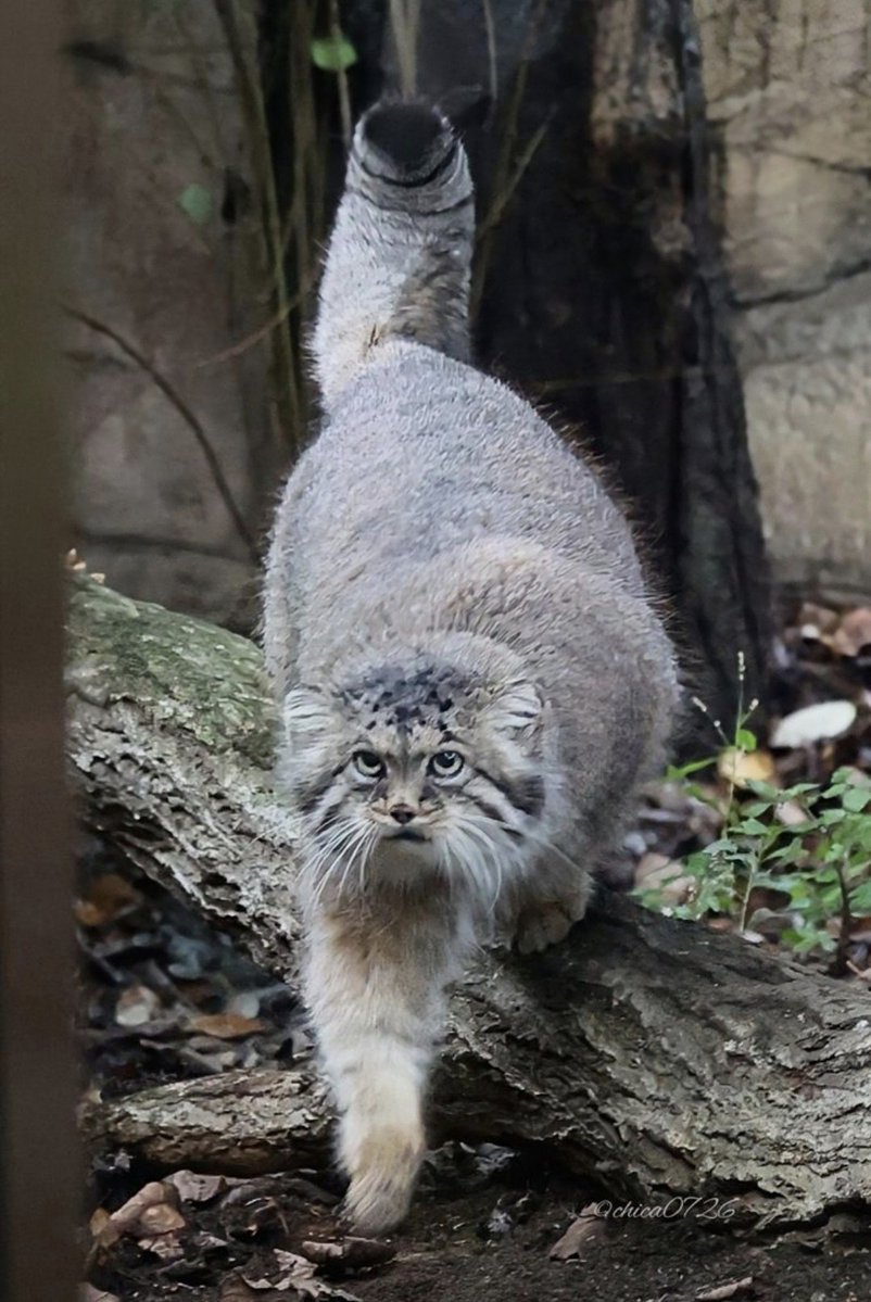 確認ページ♡わんこ＆にゃんこ chica0726-cats&animals (@cats_chica0726) / Posts / X