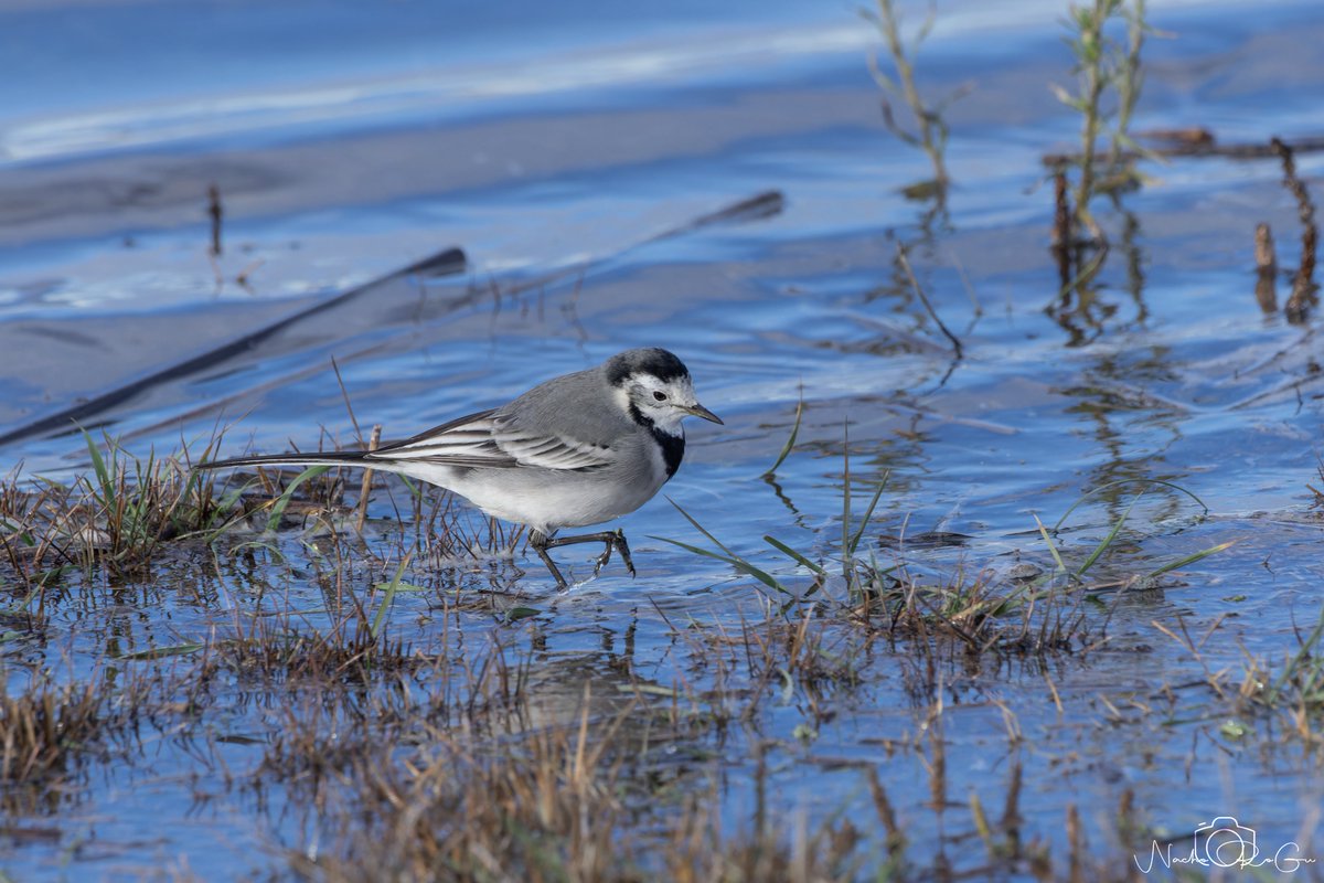 Lavandera blanca (Motacilla alba).
