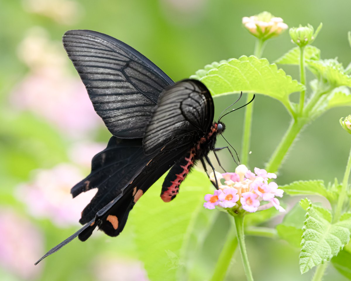 【ツノの有無】参考写真 無地唐津碗形盃 | 矢野直人 | うつわ | filament