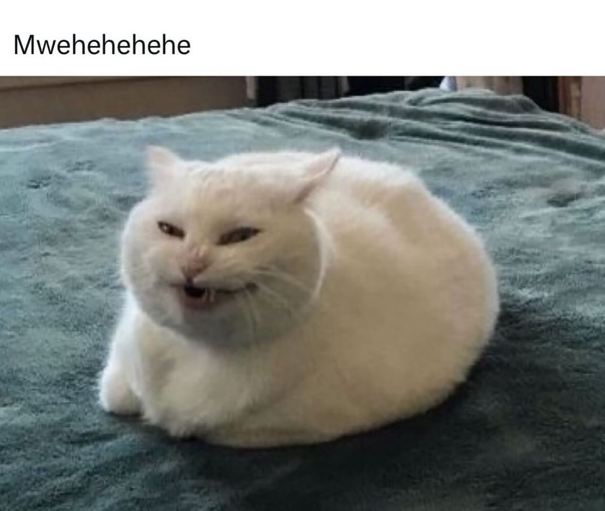 Punch Cat tweet media