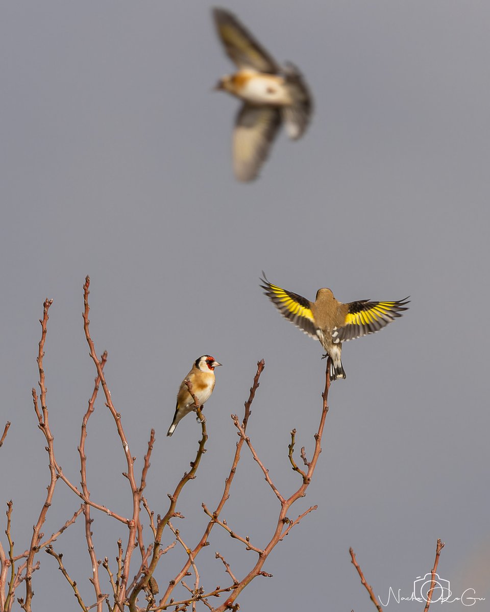 Jilguero europeo (Carduelis carduelis).