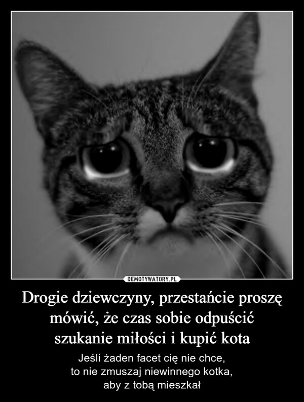 drsajgon's tweet image. Wychodzi, że koty mają przerąbane 😎