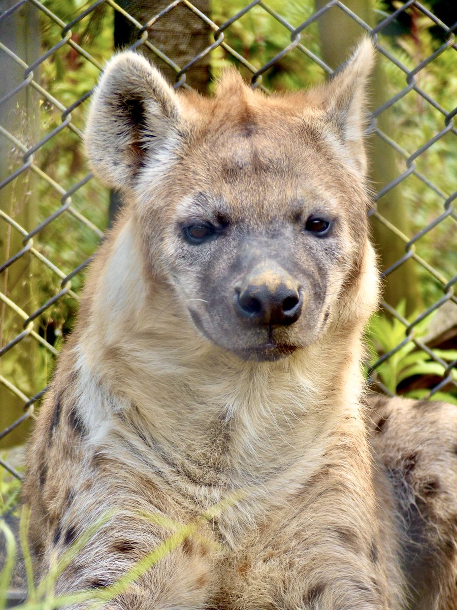 今日はエサンドワさんの誕生日🐾
おめでとう🎂🎊
#ブチハイエナ
#ハイエナ地位向上委員会
#千葉市動物公園