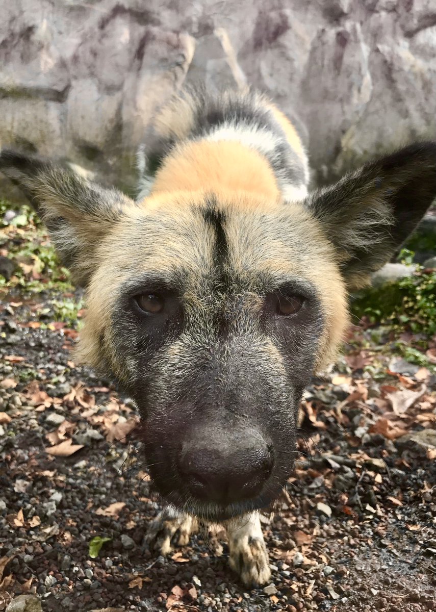 今日も一日頑張リカオン🐾
#リカオン (プラリネ)
#AfricanWildDog #富士サファリパーク