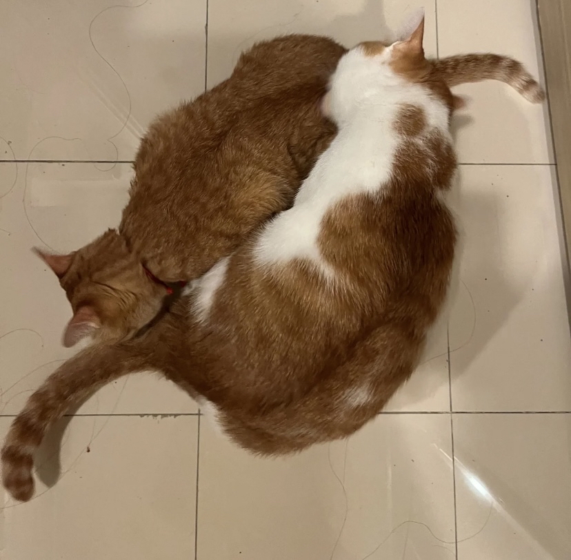 anticarosticce1's tweet photo. 加班晚归时，门口晃着的小尾巴、蹭腿的软肚皮，是一天里最暖的治愈魔法 毛孩子的陪伴，藏在每一个平凡的“小瞬间”里～ https://t.co/LM2DHTIhFr