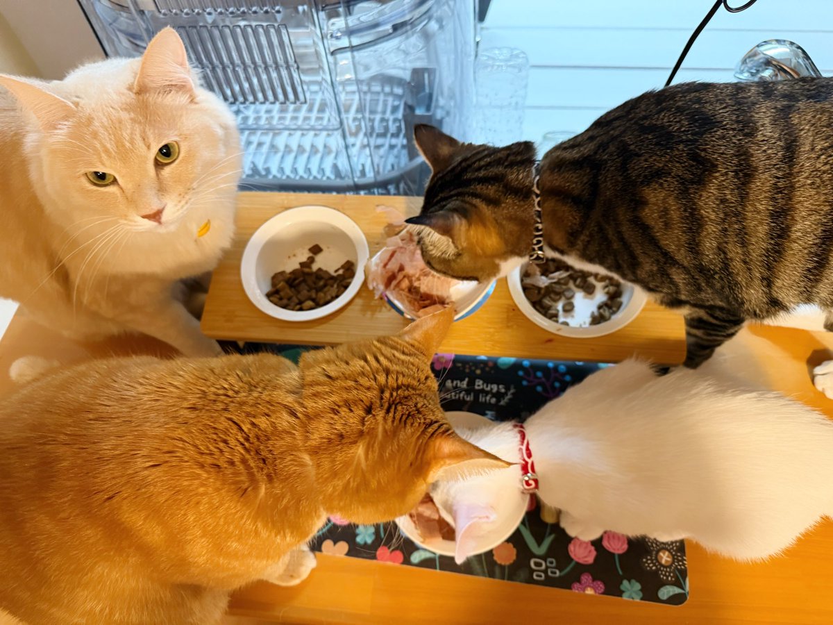 おはようございましゅ麻呂チョコMINT🐱🐱🐱🐱