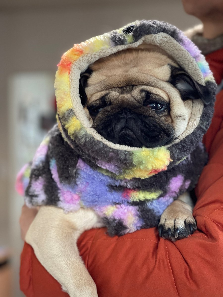 ばぐパグ (@pugbagu) / Posts / X