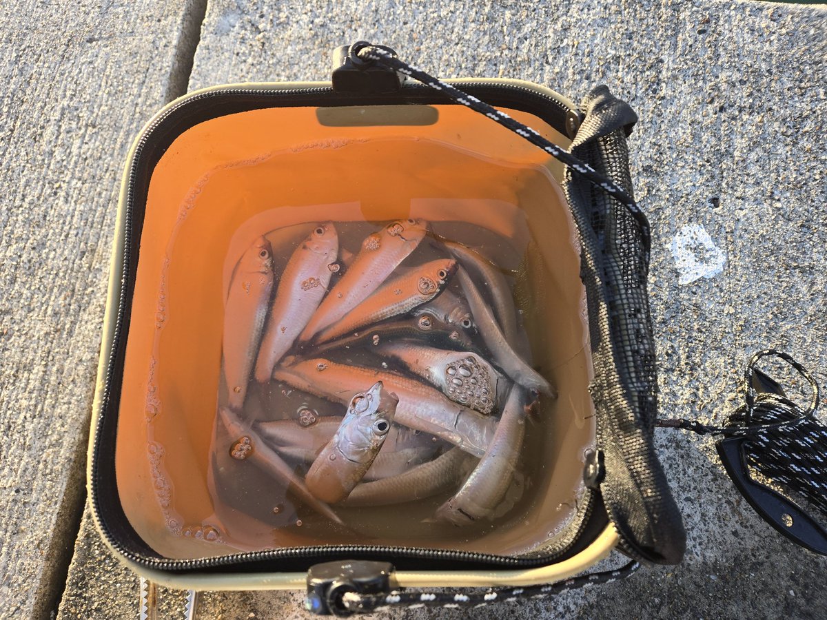 うおおお入れ食いうおおおおおおおおお 