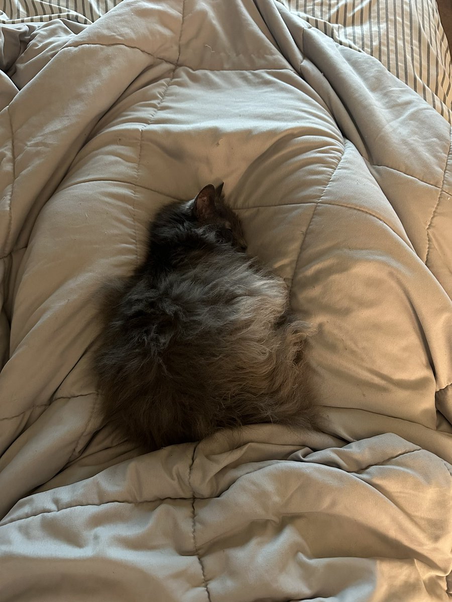BarelyAshley's tweet photo. To be this comfortableโฆ
#CatsBeLike https://t.co/7z8KRVfX6s
