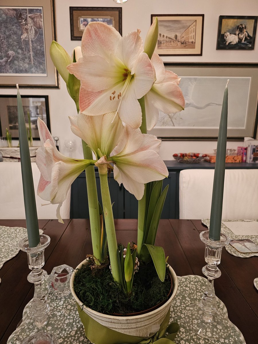 #costco
<a href="/Costco/">Costco</a> 
#value
Best $15. I spent last week at Costco.  Highly recommend.  Their plants are always perfect. 👌