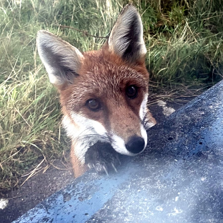 Foxes should be protected, not persecuted. Most people in Ireland want fox hunting BANNED. It’s time for politicians to act banbloodsports.wordpress.com/2024/04/21/ire… @FiannaFailParty <a href="/FineGael/">Fine Gael</a> @SinnFeinIreland #Ireland #AnimalCruelty #BanFoxHunting 💚🦊