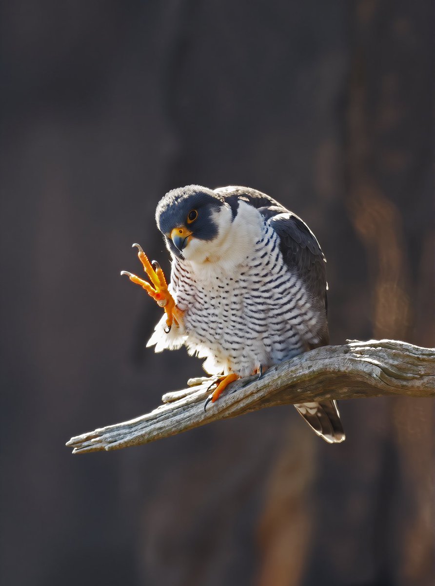 LeoPM20's tweet image. Hello Peregrine Falcon #peregrine #falcon #peregrinefalcon