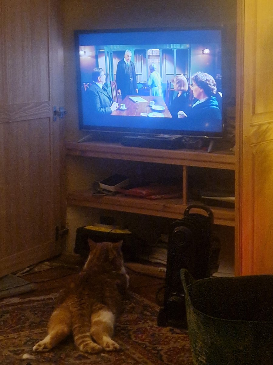 Downton Tabby. #downtonabbey