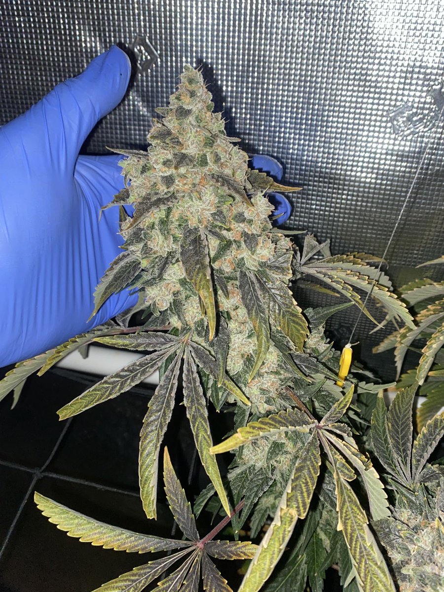 TheBigShowGrows tweet media